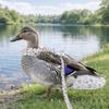 Washable Chicken Diapers Adjustable Comfortable Leads Goose Breast Strap Cartoon Reduce Odor Duckling Diaper Bags Backyard
