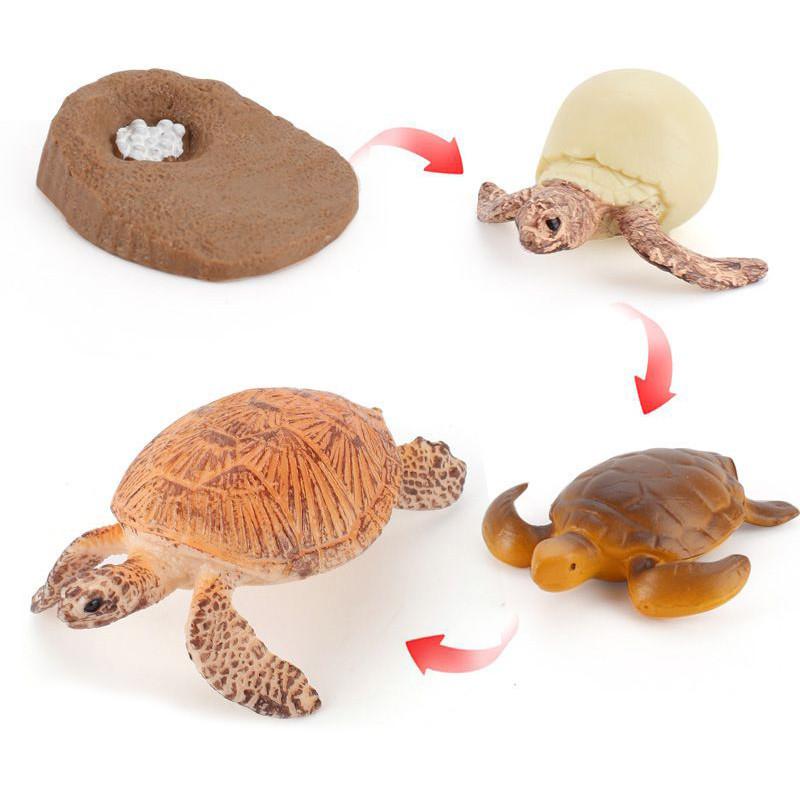 Enchanting Simulation Solid Turtle Chick Frog Animal Growth Cycle Montessori Teaching Aids For Unique Gifts And Decorative Accents