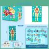 Kit de Modelo Científico de Órgãos do Corpo Humano Com Componentes Multimateriais Para Aprendizagem Infantil