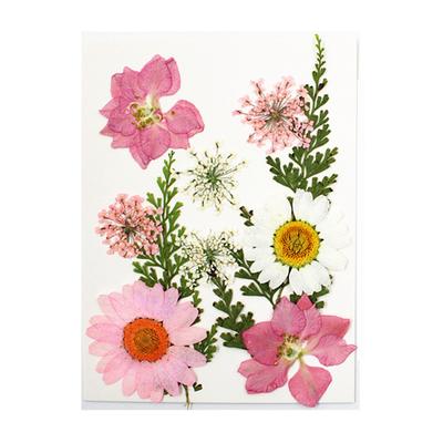 Dried Flowers Set DIY Tools Photography Real Flower Decal Handicraft Filling Pressed Specimen Label for Craft Necklace