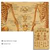 Human Bone Structure Decorative Picture Nordic Retro Style Poster Wall Art Living Room Canvas Painting Prints Modern Home Decor