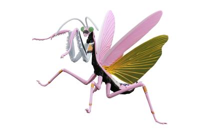 Fujimi Modell Kostenlose Forschung Serie 232 Evangelion Edition Giant Mantis Einheit 8 Spezifikation Kostenlose Nr. Forschung-232