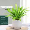 Changbaosen Bird's Nest Fern Potted Plant