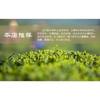Premium Silver Needle White Tea Chinese Bai Hao Yin Zhen Loose Tea 75g Tin