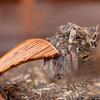 100 g di tè Yunnan Sheng Puer Tè crudo Pu-erh Torta di alberi antichi selvatici di alta montagna