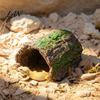 Eidechsen-Habitat-Dekoration Reptilien-Versteckhöhle, Baumstamm-Gecko Realistisch Gewölbt Natürliche Rindenstruktur Versteck Versteck für Spinnen Schildkröten Terrarium