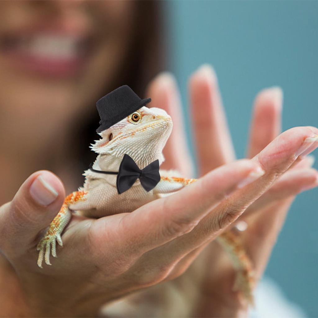 6 Pcs Adjustable Bearded Dragon Harness And Leash Kit Leather Reptile Lizard Leash With Batwing Hat And Bow Tie For Small Amphib