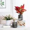 Self Watering Pots for Indoor Plants Small Plastic Planter Modern Wicking Flower Pot with Wick Rope And Reservoir