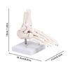 Realistic Human Foot Bone Model Teaching Aids For Enhanced Learning In Anatomy Classes And Clinical Skeletal Detail