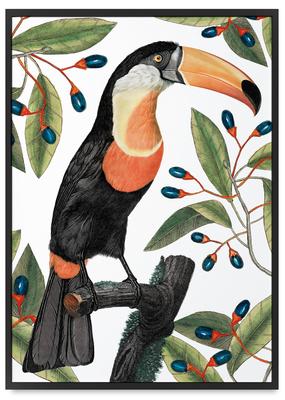 Poster Toucan In Leaves In a Black Frame