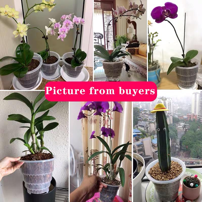 Meshpot Home Decoration Clear Orchid Pots with Holes Cattleya Dendrobium Orchid Plants Pot Cachepot In 10cm 12cm 15cm