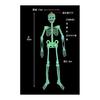 Glowing Skeleton Doll 90cm Set of 2 Luminous Skeleton Toy Party Room Car Interior Decoration Horror Figure