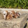 Outdoor Squirrel Sculpture for Garden, Lawn, and Tree Decor