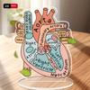 2D Heart Anatomy Acrylic Model - Educational and Decorative Teaching Tool for Home Office Classroom Clinic Medical Office
