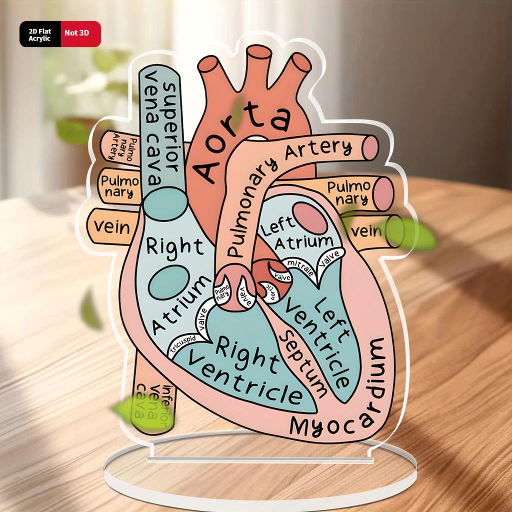 Model Akrylowy Anatomii Serca 2D - Edukacyjne i Dekoracyjne Narzędzie Dydaktyczne do Domu, Biura, Klasy, Kliniki, Gabinetu Lekarskiego