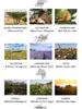 Niche Single Essential Oils & Resins - Direct Sourcing