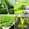 Seed growth sponge block Planting Sponge Hydroponic Cuttings Grow Media Cube Plant Propagation Grow Block for Garden Wholesale