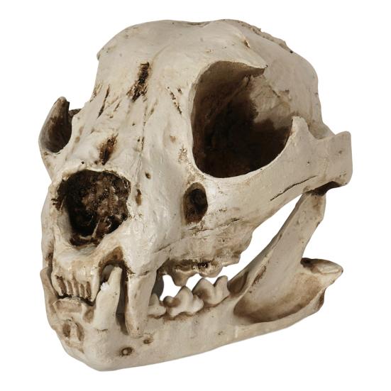 Dog Skull Ornament Distressed Resin Halloween Decoration Lifelike Dog Skull