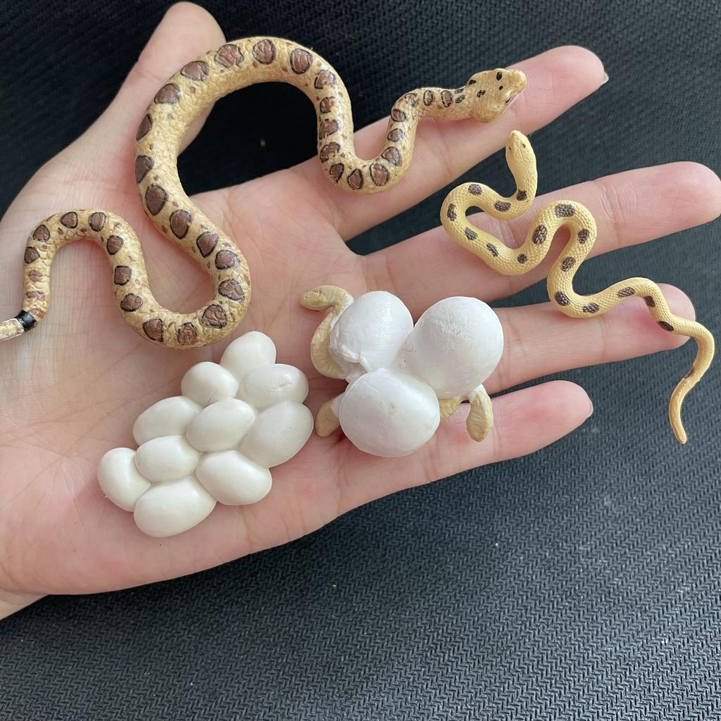 Children Simulation Biology Model Toy Animal Plant Life Growth Cycle Montessori Children Toys Set Teaching Aids Educational Toys