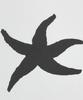 THE COLDEST MOMENT Tcm Starfish T (White)