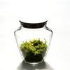 Moss Micro Landscape Small Glass Bottle with Lid Plant Terrarium Jar Vase Container Home Green Plant Decor