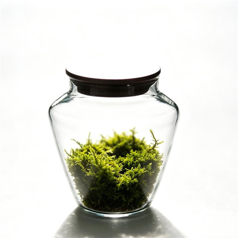 Moss Micro Landscape Small Glass Bottle with Lid Plant Terrarium Jar Vase Container Home Green Plant Decor