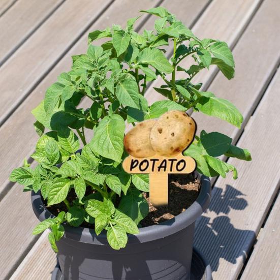 15 Pcs Wooden Plant Labels Vegetable Names And Patterns Markers T Type Plant Labels for Seedlings Potted Plants Identification