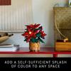 LEGO Botanicals Poinsettia Building Set - Artificial Flower Decoration & Table Centerpiece for Adults 18+ - 10370
