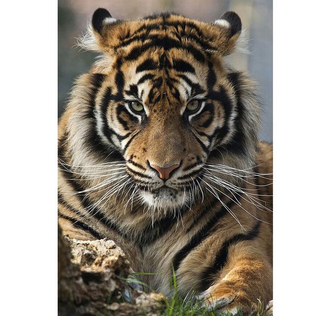 5D diamantová malba Vlčí měsíc Kulaté diamantové vyšívání Křížkový steh Mozaika vlastní kamínky