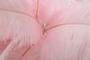 Floor Lamp Palm Pink Cm Ø 55X160