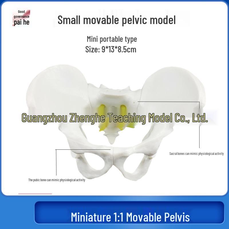 Movable Pelvic Floor Muscle Model - Female Pelvic, Uterus, Childbirth, Midwifery, Male & Female Anatomy