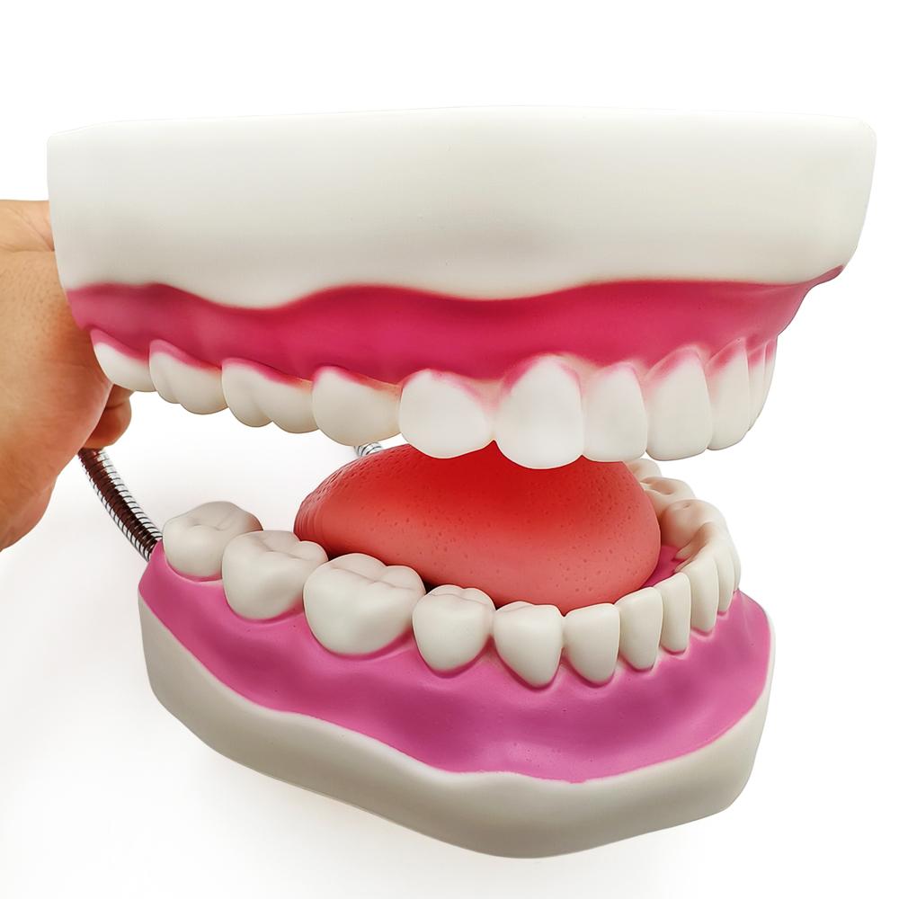 Teaching Dental Brushing Model with Big Toothbrush Standard Flossing Teeth Model Normal Dentist Practice Training Teaching Model