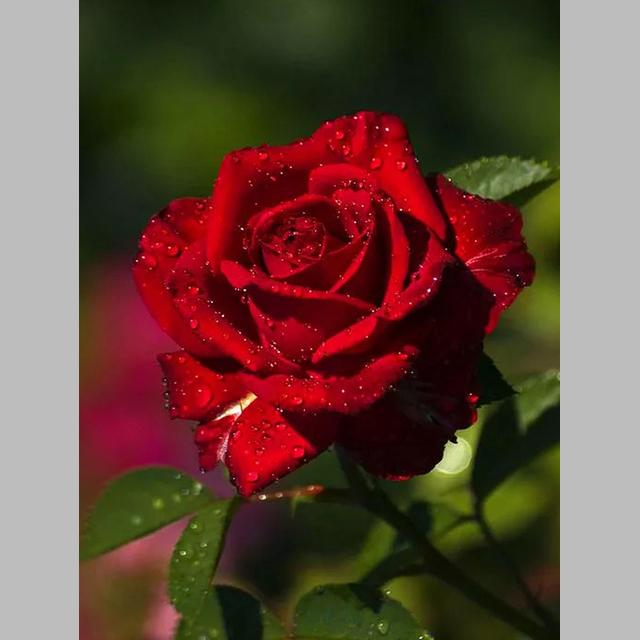 DIY 5D Diamond Painting Bright Roses Diamond Mosaic Cross Stitch Kits Home Decoration Full Round Diamond Embroidery