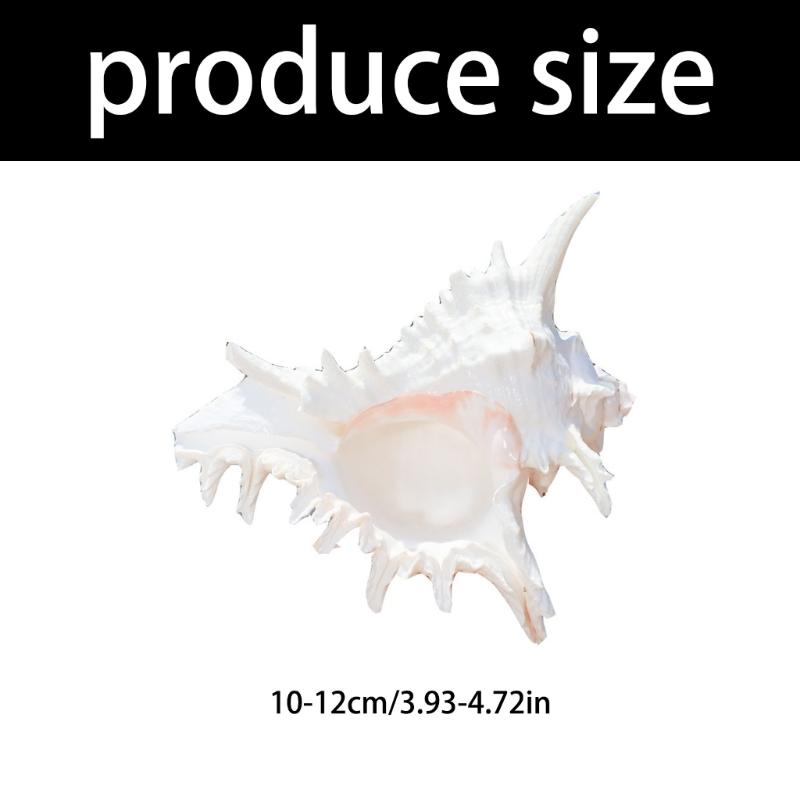 Natural Conch Shell Decors Large Natural Seashells for Fish Tanks Wedding Decoration Beach Theme Party Home Decorations