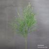 Asparagus Fern & Willow Buds Greenery for Wedding Decor & Landscaping