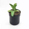 1PC Flowerpot Storage Tank Creative Iron Box with Lock Insurance Password Storage Box Mini Money Storage Organizer Hide Money