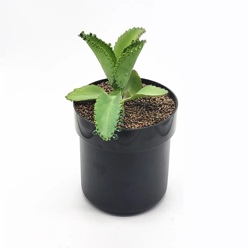 1PC Flowerpot Storage Tank Creative Iron Box with Lock Insurance Password Storage Box Mini Money Storage Organizer Hide Money
