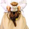 Knee Otter Plush Toy Soft Stuffed Animal Cute Design 30cm