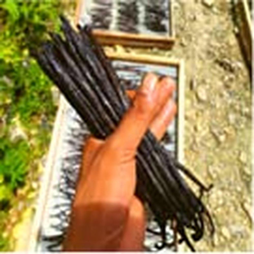 Indonesian A-Grade Vanilla Beans 3-Pack for Baking & Homemade Extracts