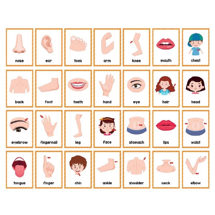 Early Learning Word Card Interactive Vocabulary Building Flash Cards Children Learning English Vocabulary Cards 11x8cm