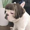 Regulable Dog Cats Wigs Soft Permeable Materials Easyly To Clean Perfect For Costume Parties Make Up