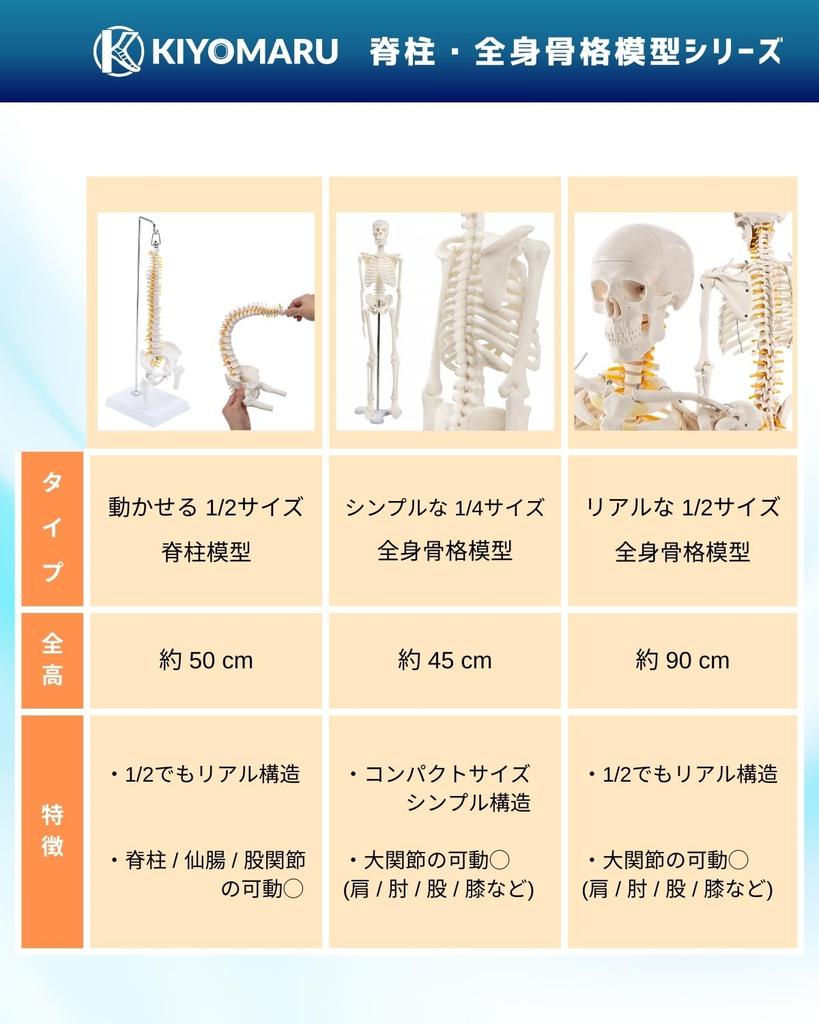 KIYOMARU Realistic and Reproducible Size Full Body Skeleton Human Body Bone Supervised by a Physical Approximately Skeletal Skeleton Movable Large