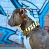 Chunky Heavy Duty Big Stainless Steel Dog Collar, Gold Cuban Link, Dog Collar, 32mm, Pet Accessories