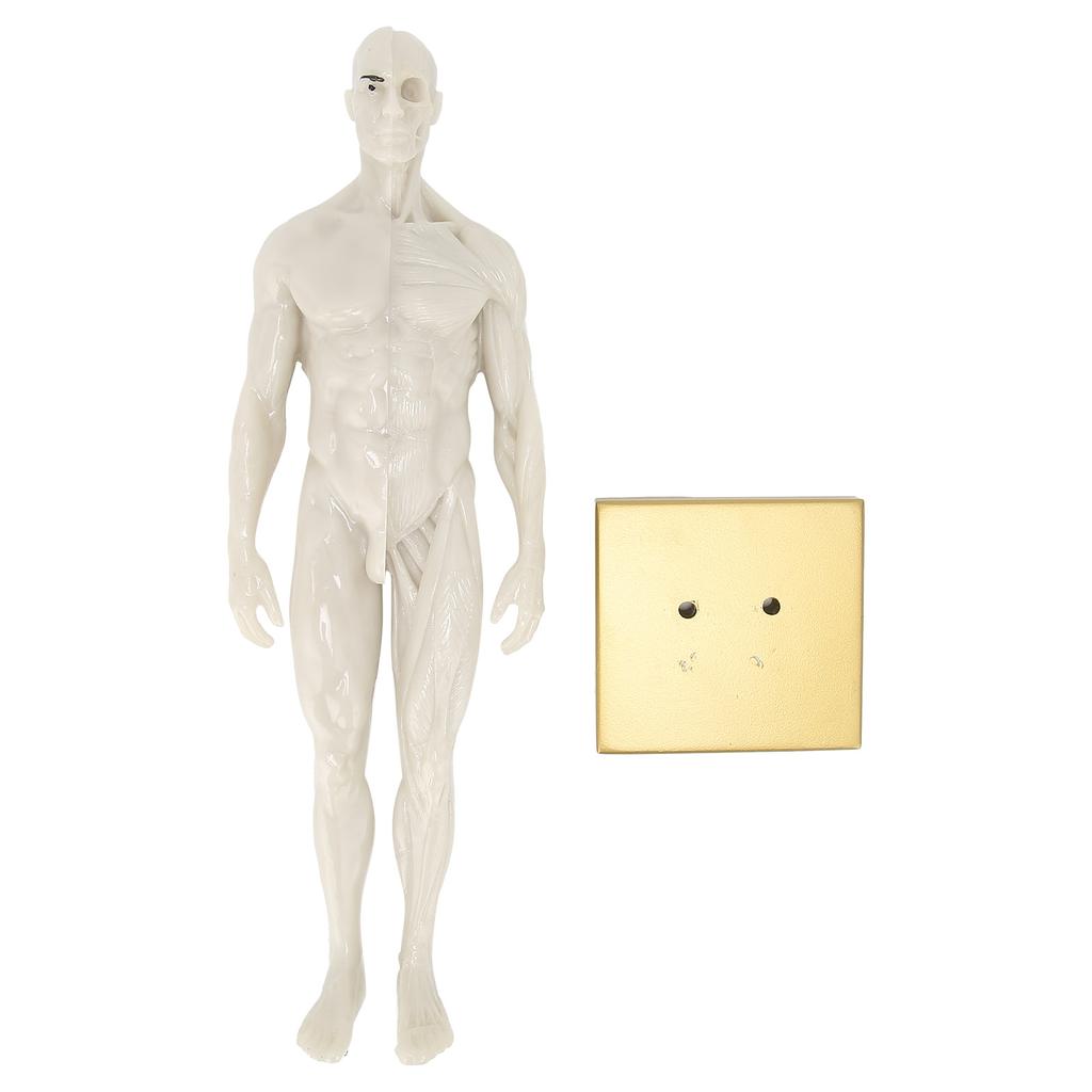 30cm mužský anatomický model art manekýn muskuloskeletální struktura model těla