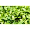 250g Chinese Taiwan High Mountain JinXuan Milk Oolong Tea Dongding Oolong Slimming