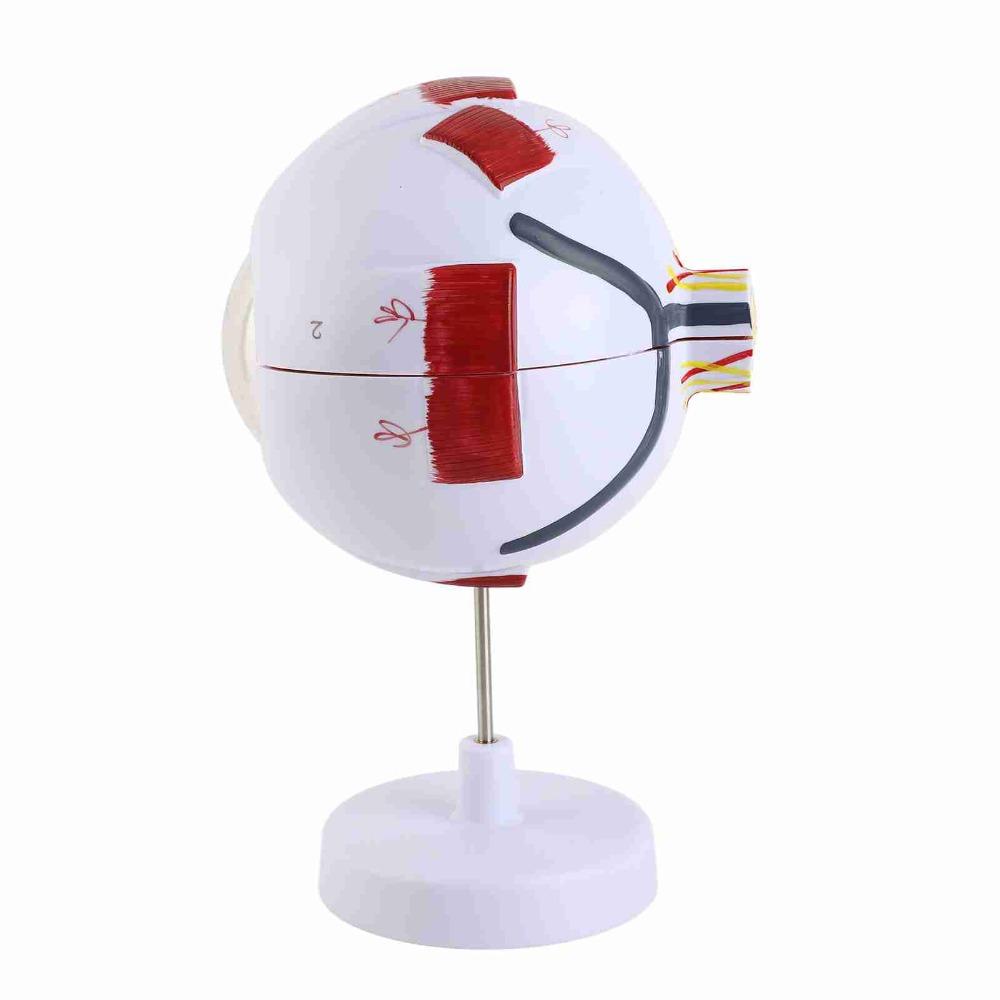 6X White & Transparent 6X Enlarged Eye Model Ophthalmology Anatomical Model Science Presentation