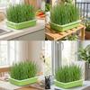 Seedling Tray For Cat Grass Hydroponic Growing Kit Food Grade PP Material Automatic Watering System