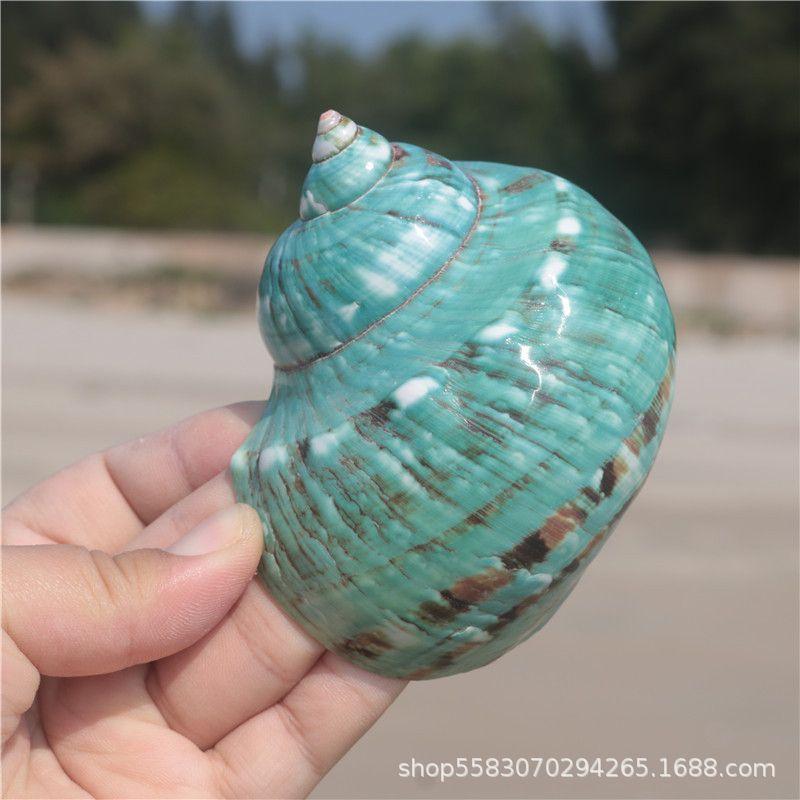 Natural Conch for Beachy Home Decor and Display