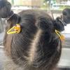 Five Bees Shaped Hair Clip Mixed ABS Plastic Girls Hairpins Childrens Hair Ornaments Lightweight