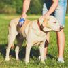 Pet Dog Cat Bath Beauty Brush